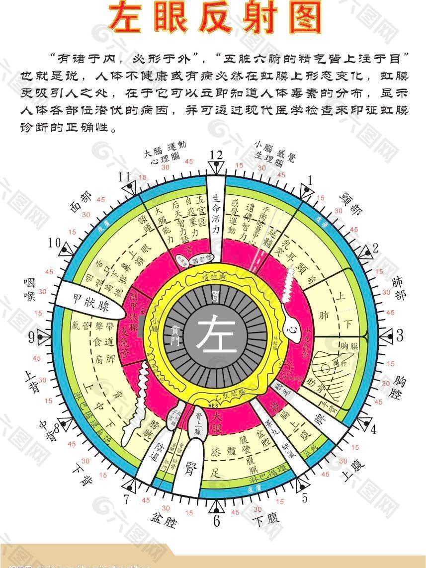 中医人体左眼诊断反射图图片