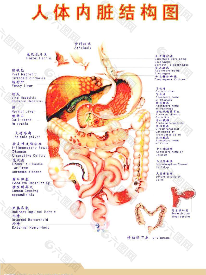 中医人体内脏结构反射图图片