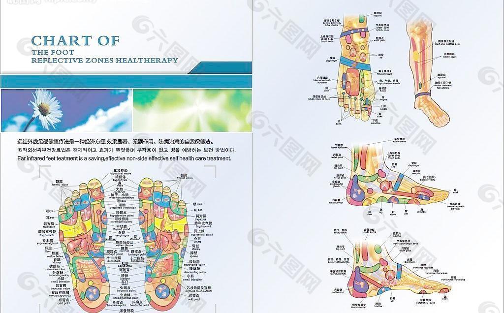 脚部穴道图图片