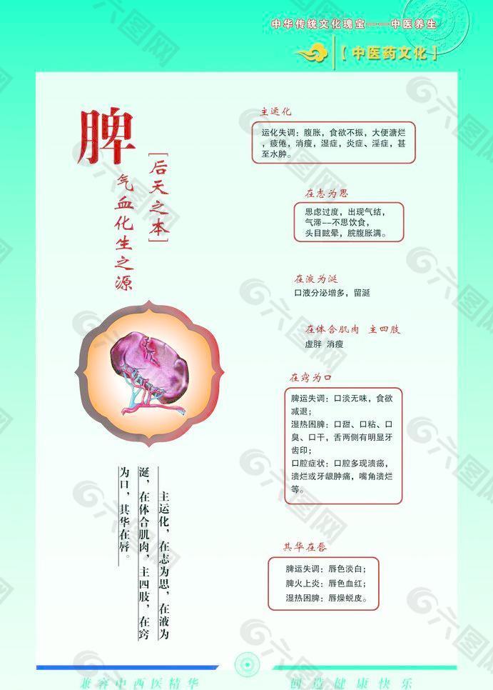 脾在人体的作用图片