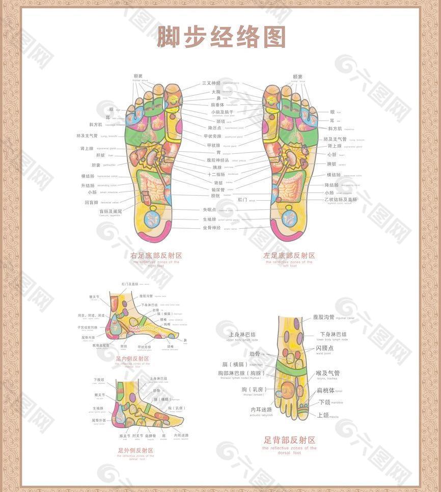 脚经络图图片