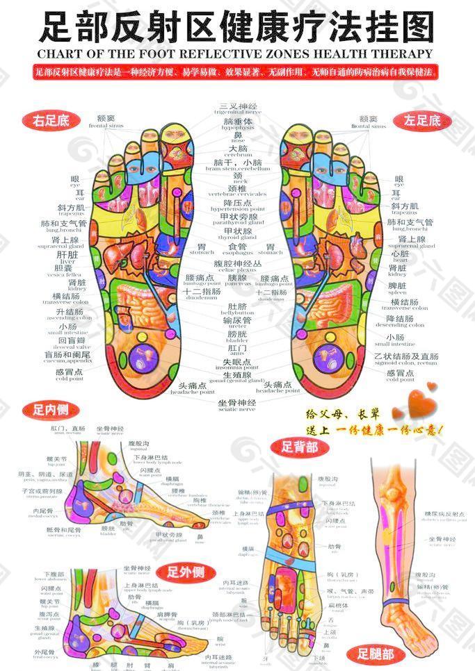 足部反射区健康疗法挂图 分层不细 图片平面广告素材免费下载 图片编号 六图网