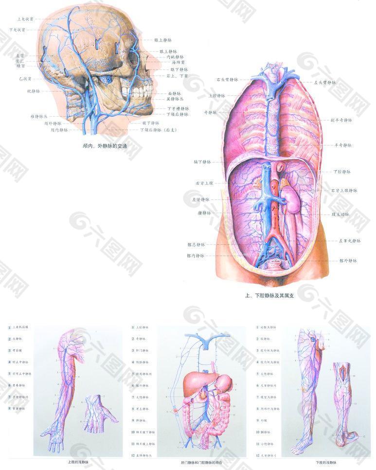 人体解剖图图片