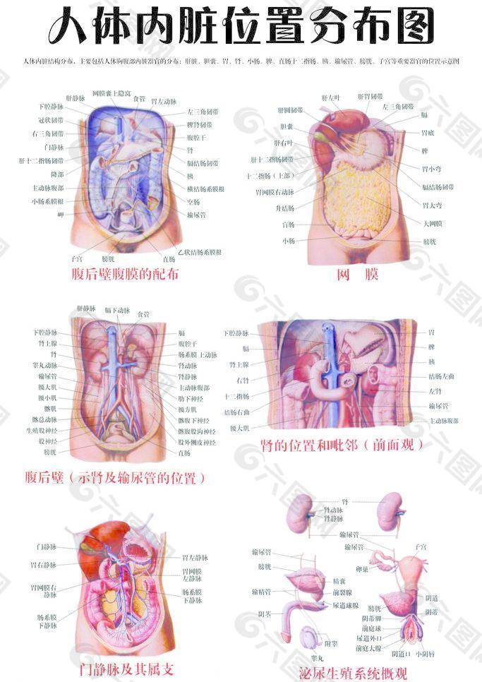 人体重要器官及位置图片