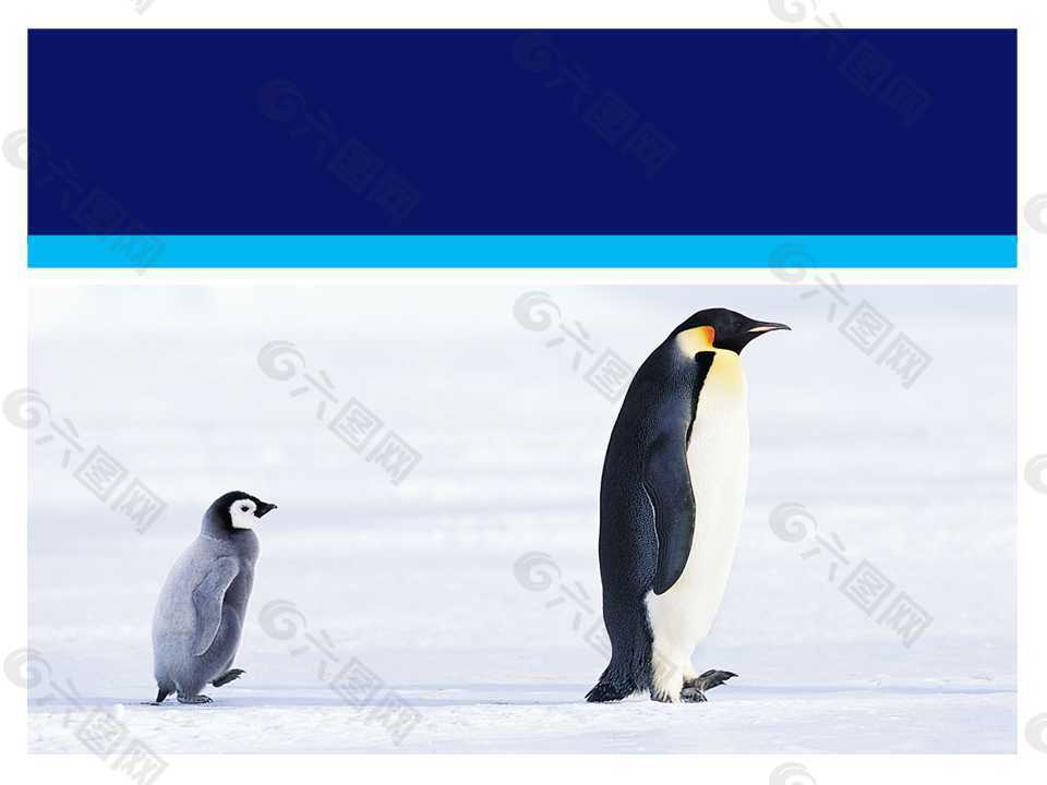 南极企鹅PPT模板