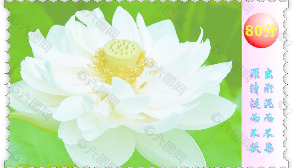 莲花的邮票图片
