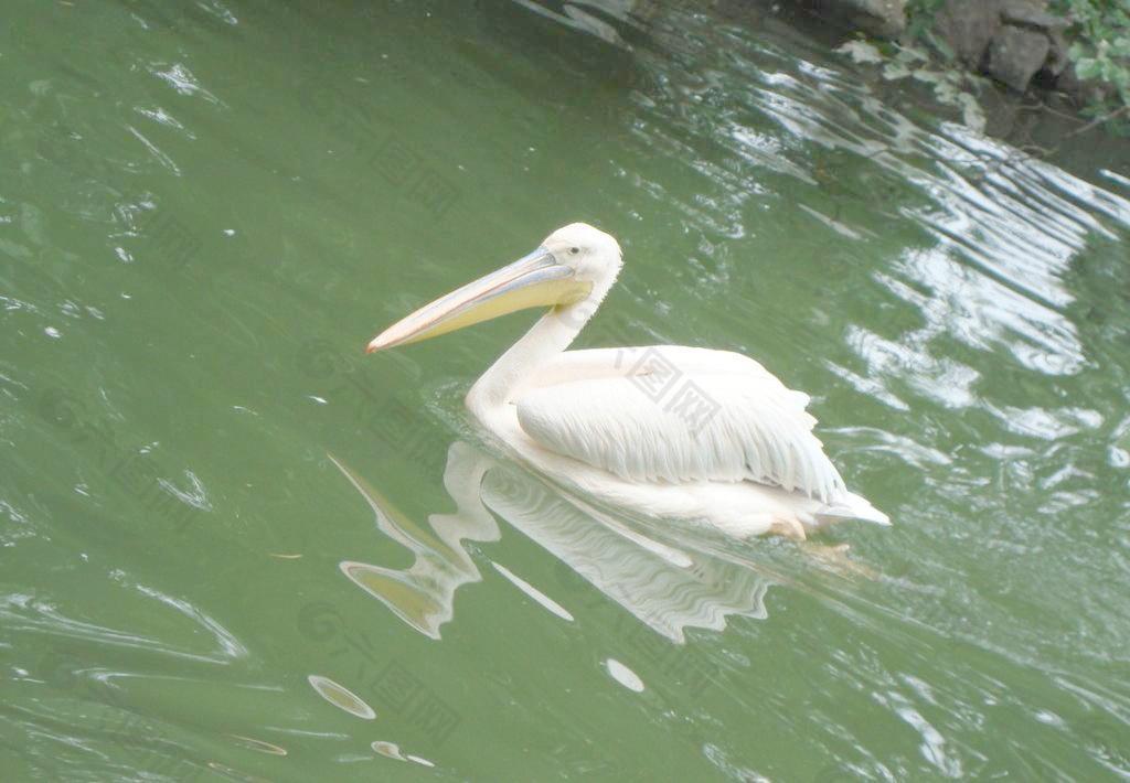 鸬鹚图片