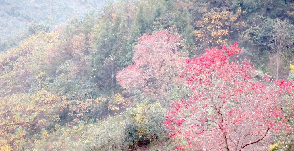 秋天风景 红色枫叶图片