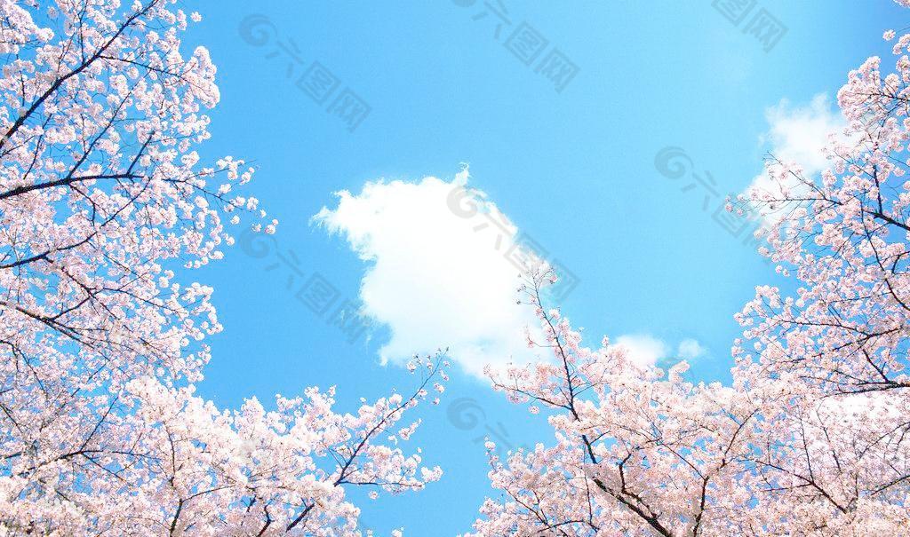 樱花 蓝天图片