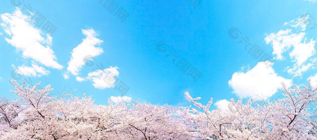 樱花 蓝天图片