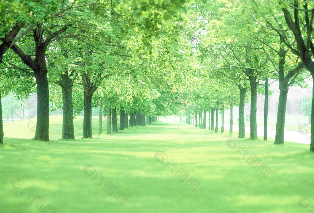 各种绿色大树林图片图片