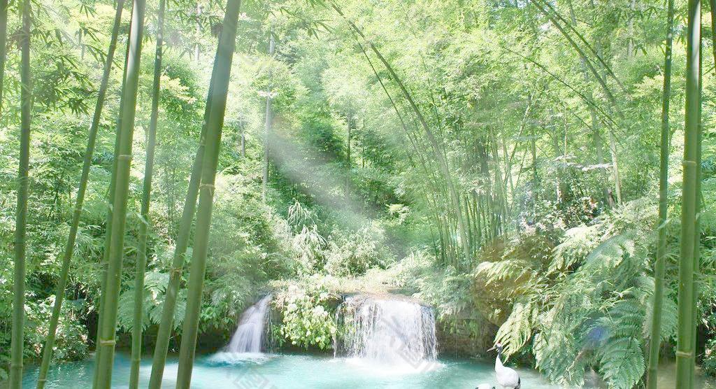 竹林风景图片