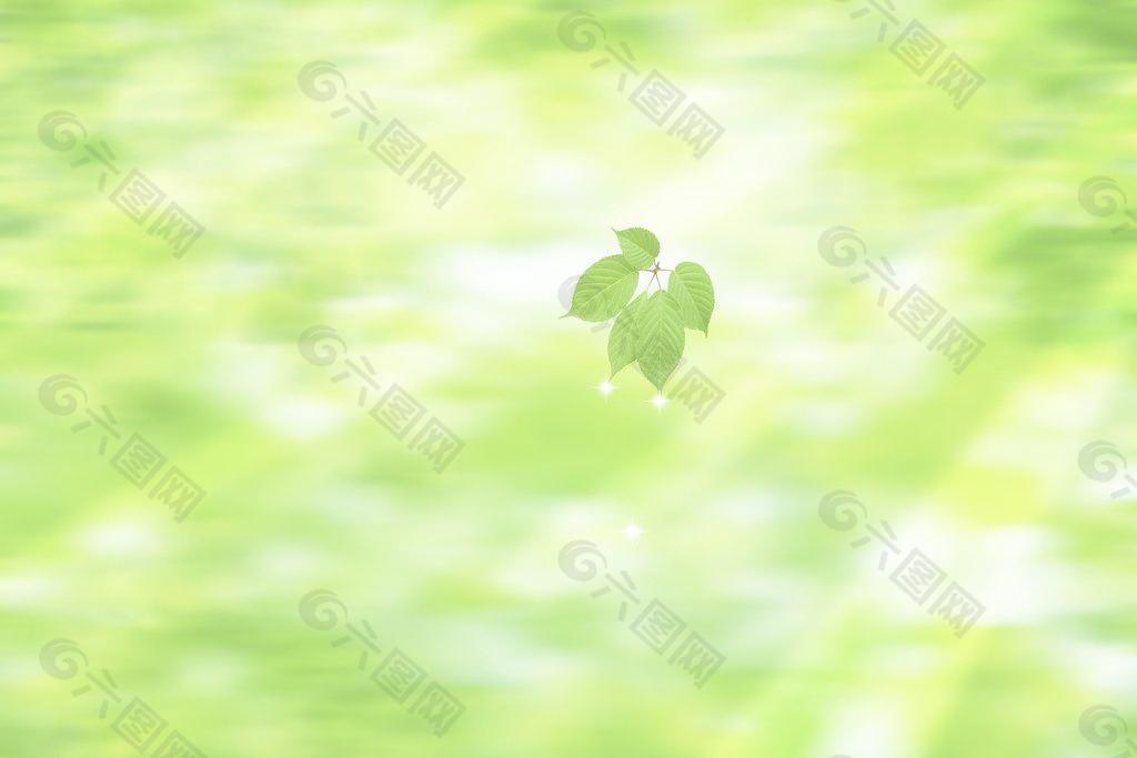 绿色树叶 绿背景图片