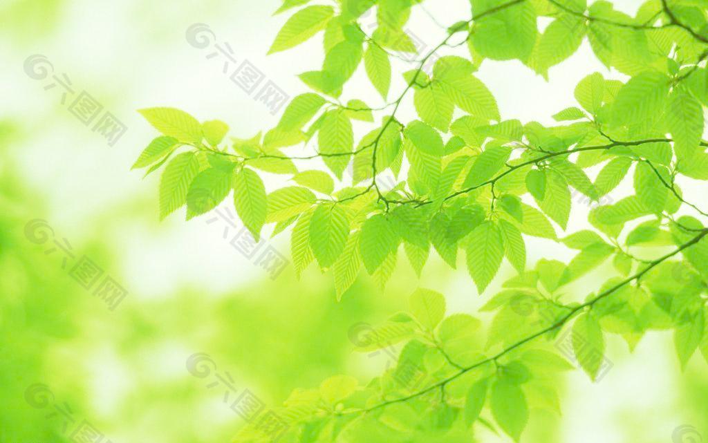 绿色树叶图片