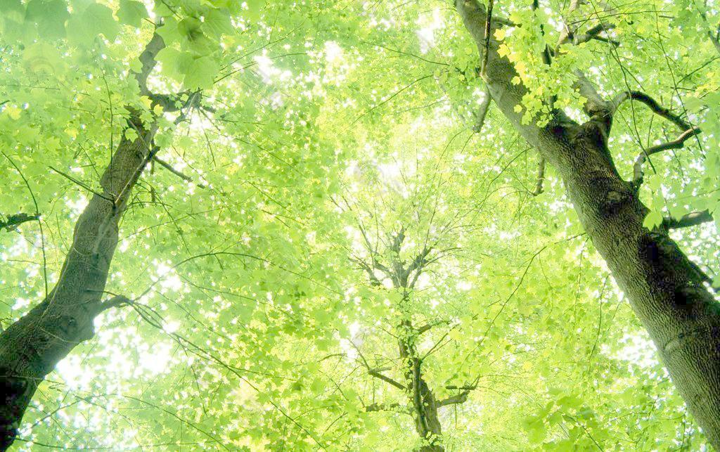 树林 绿色图片