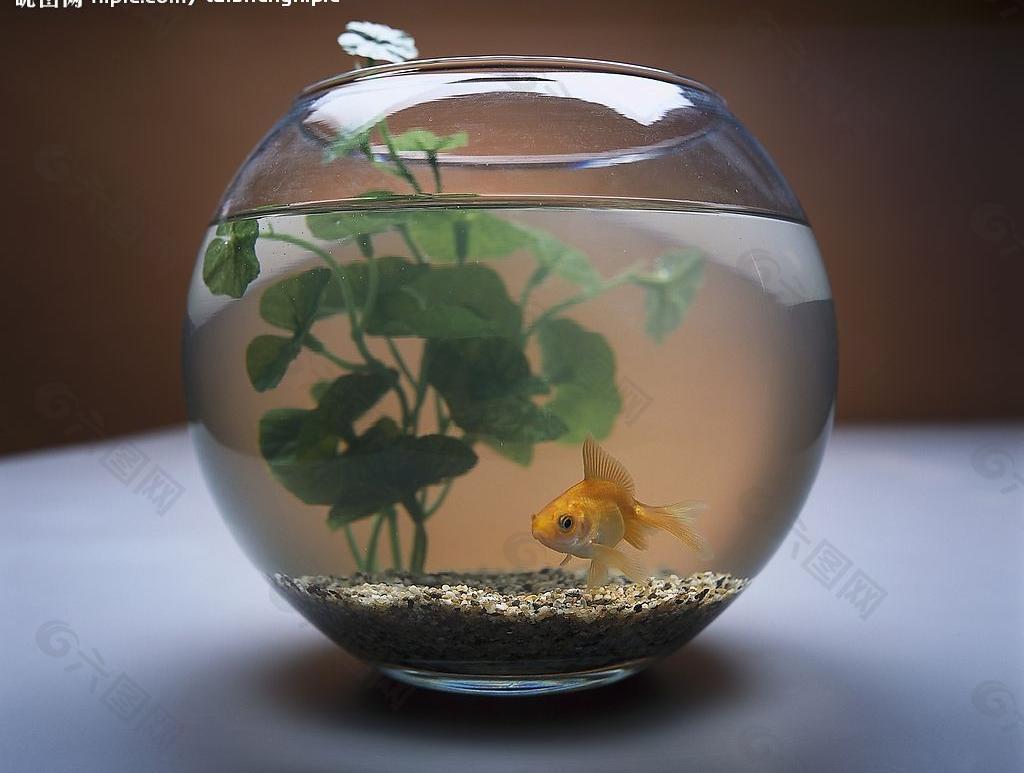 金鱼跃出球状鱼缸水花四溅清澈的水透明鱼缸