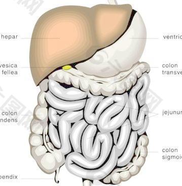 消化器官的医学图剪贴画