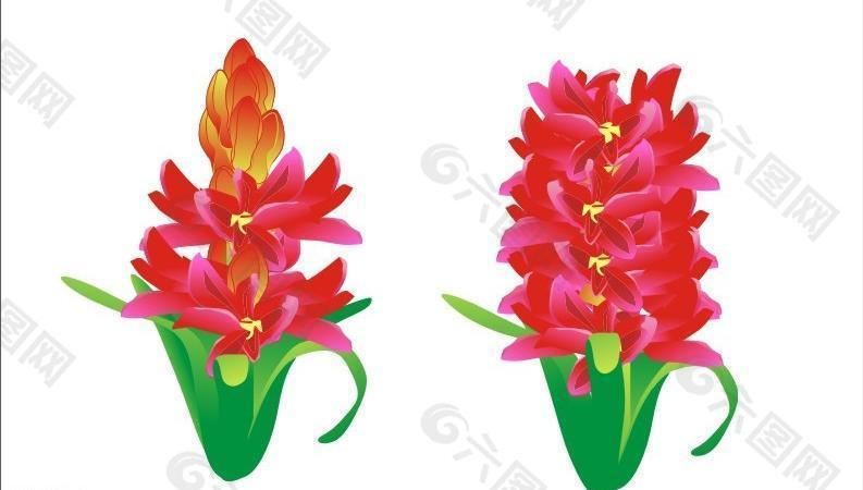 创意风信子校花设计图片
