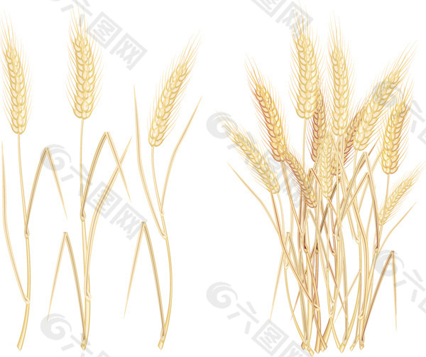 小麦主题矢量