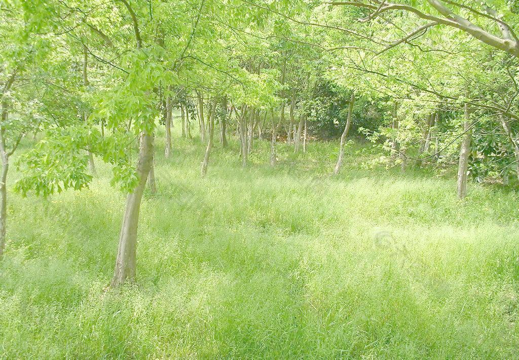 春天野外森林花草树木摄影图片