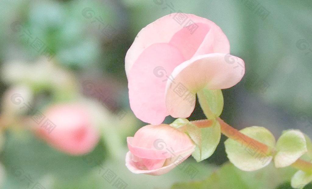 粉红色花朵图片