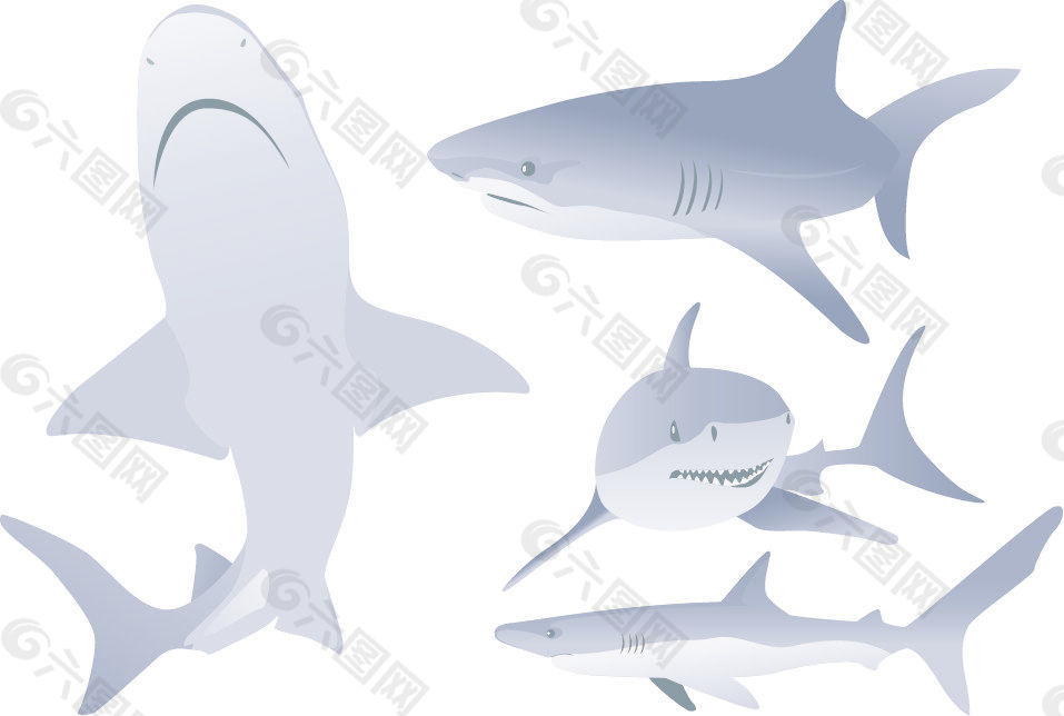 免费矢量鲨鱼的插图