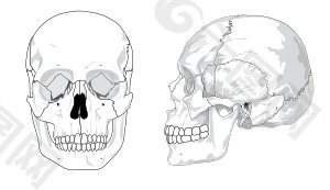 人类的头骨没有文字没有彩色剪贴画