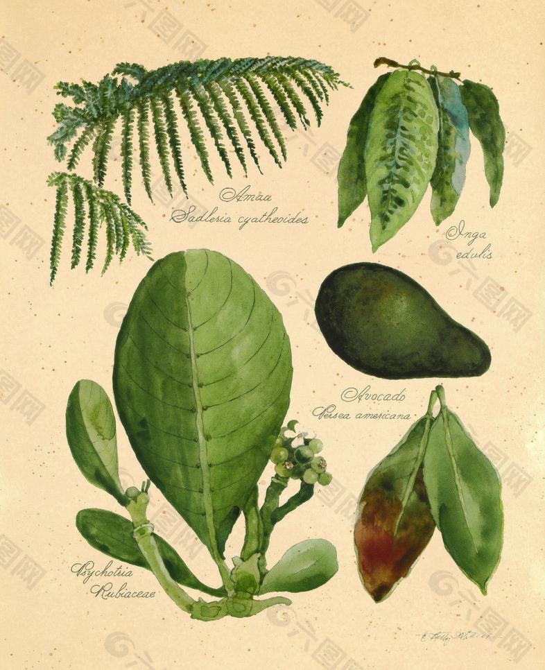 植物标本图片
