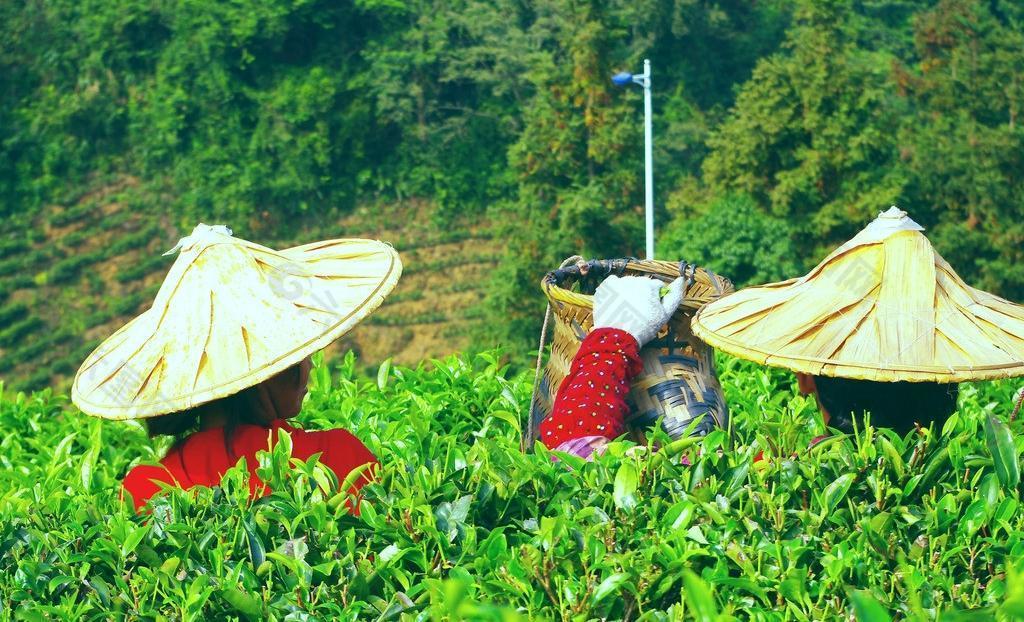 采茶景观 景区茶田图片