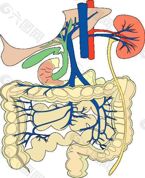消化器官的医学图剪贴画