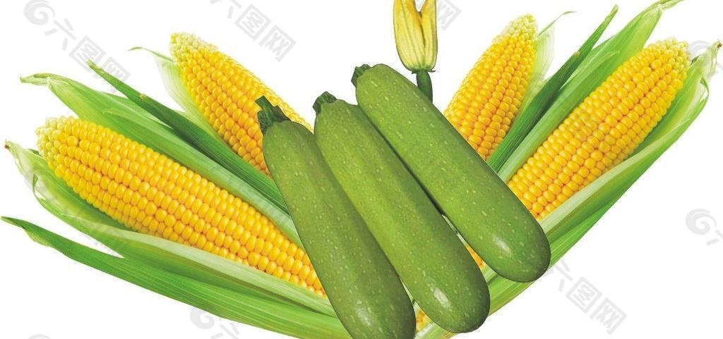 玉米小瓜图片