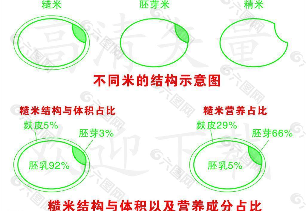 糙米结构图图片