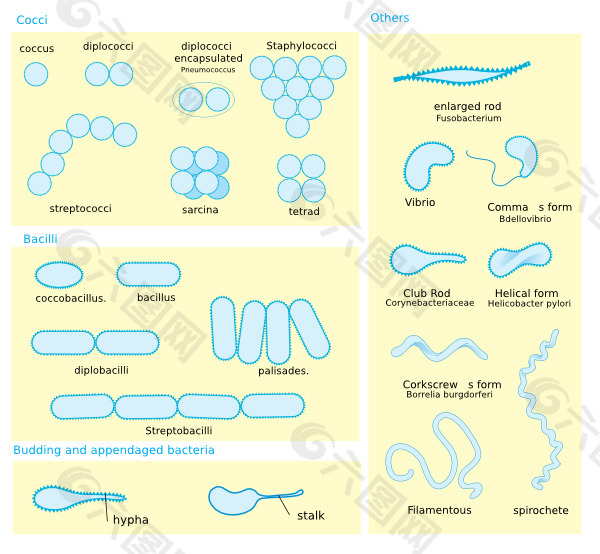 细菌的形态图剪贴画