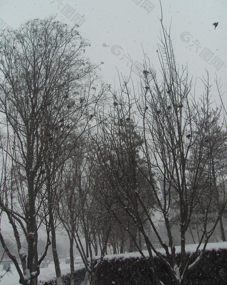 雪中戏鸟图片