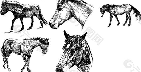 素描马画稿矢量图  AI