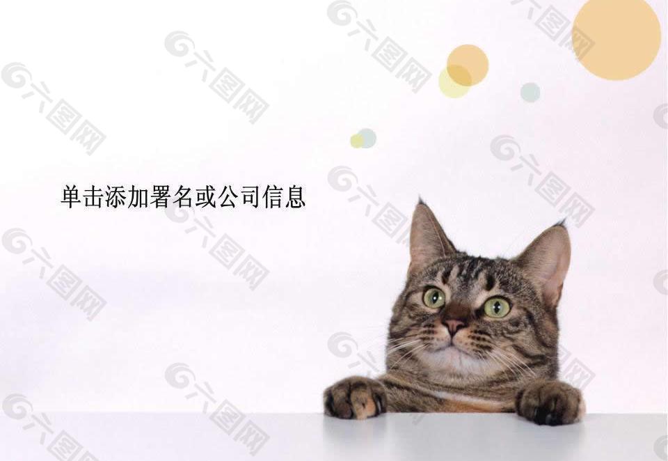 可爱猫咪PPT模板