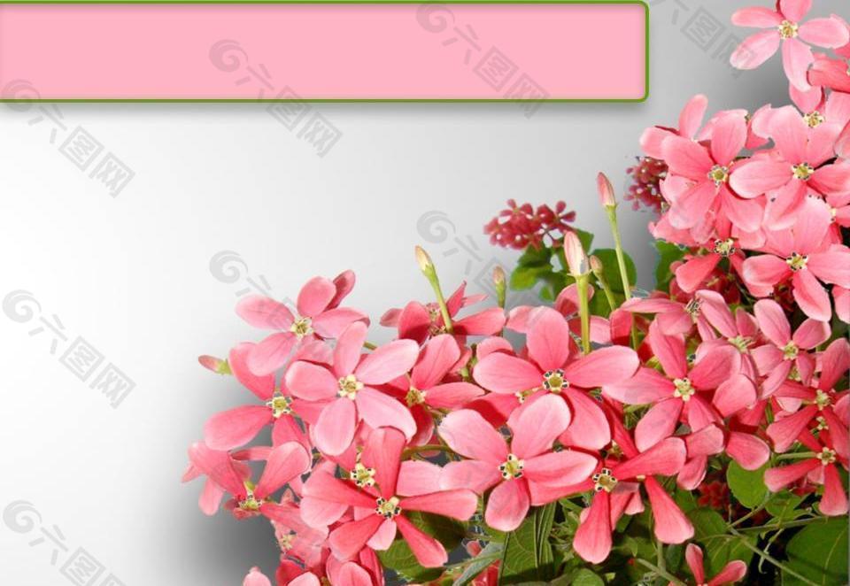 粉色鲜花花簇PPT幻灯片模板