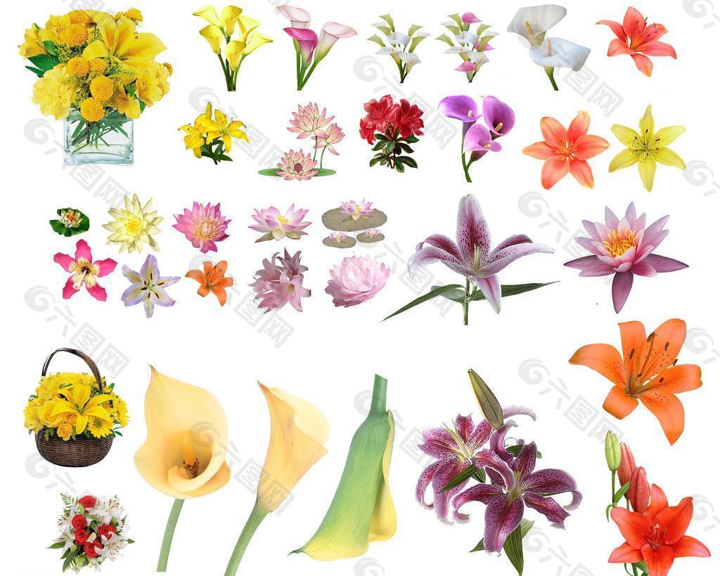 各种花卉大全图案图片