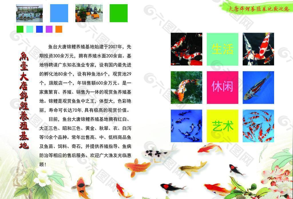 锦鲤 宣传册图片