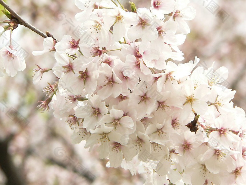 樱花PPT模板