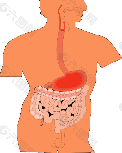 消化器官的医学图剪贴画