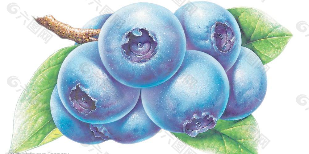 水果——蓝莓图片