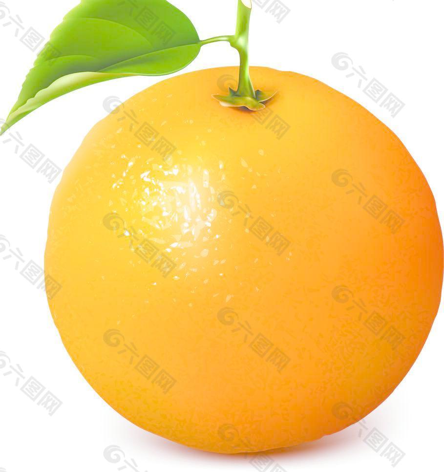 桔子 橙子图片