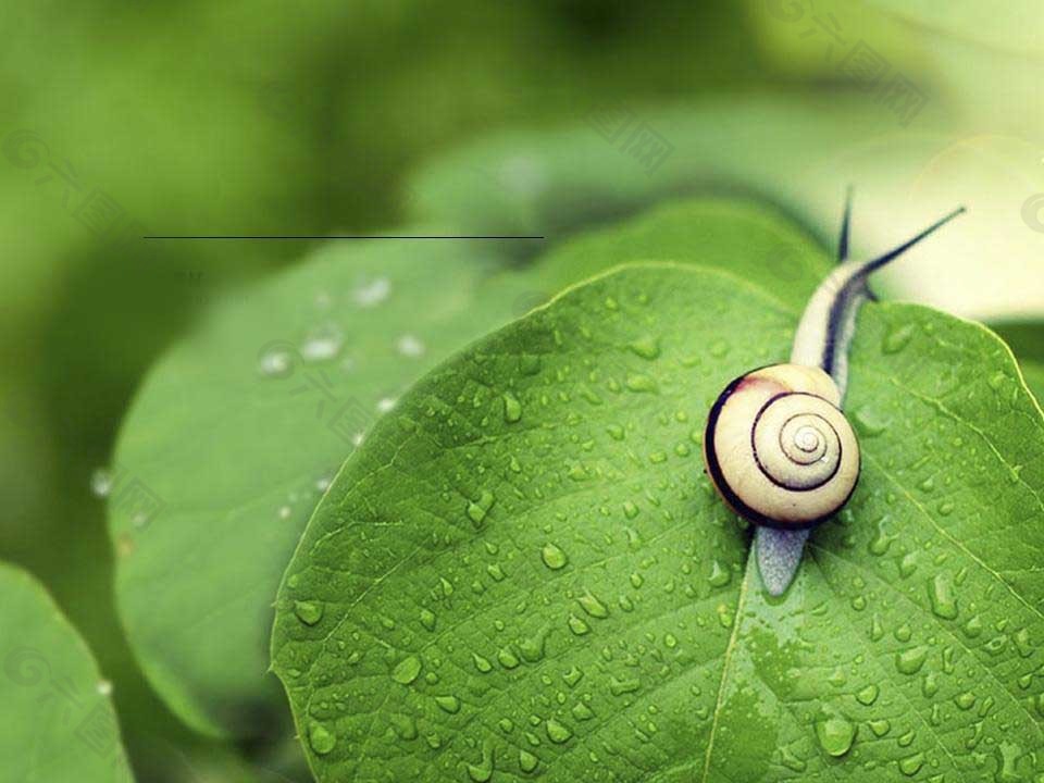 蜗牛与绿叶ppt背景图片
