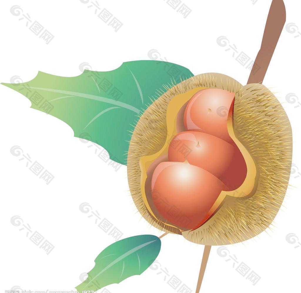 板栗矢量素材图片