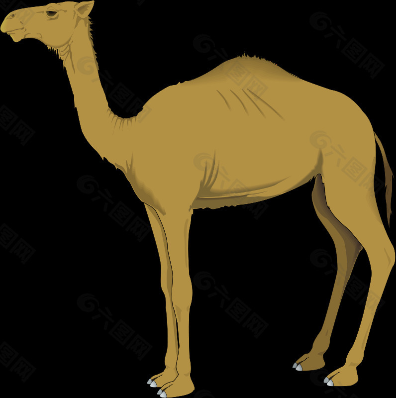 骆驼3