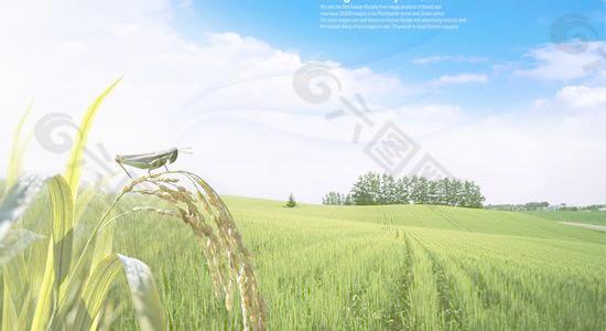 春天郊外稻田风景PSD分层素