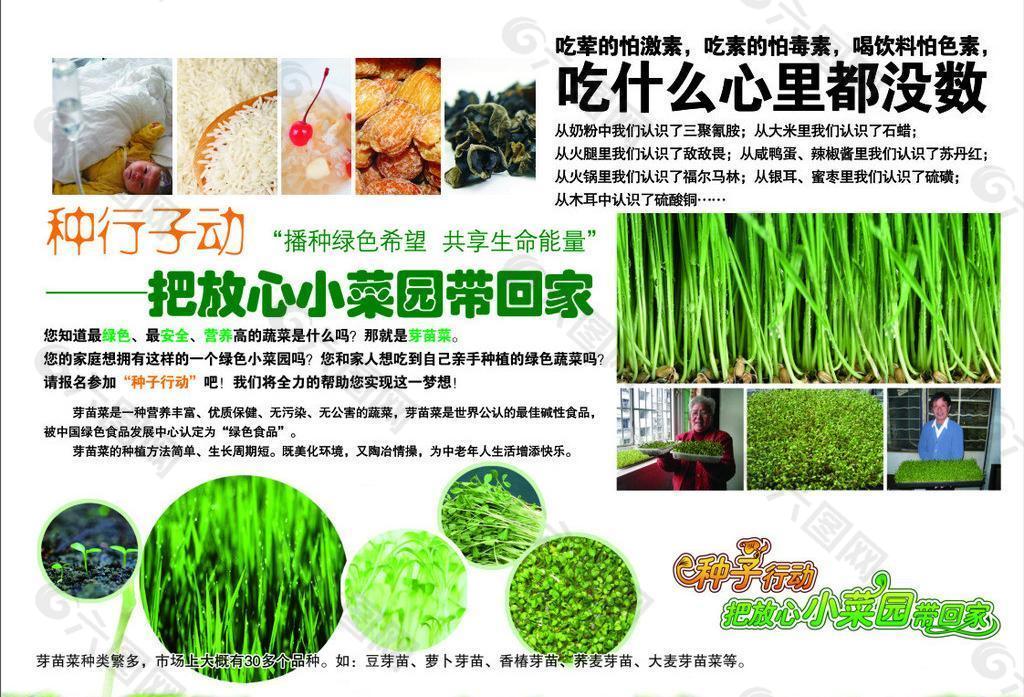 绿色种子 芽苗菜图片
