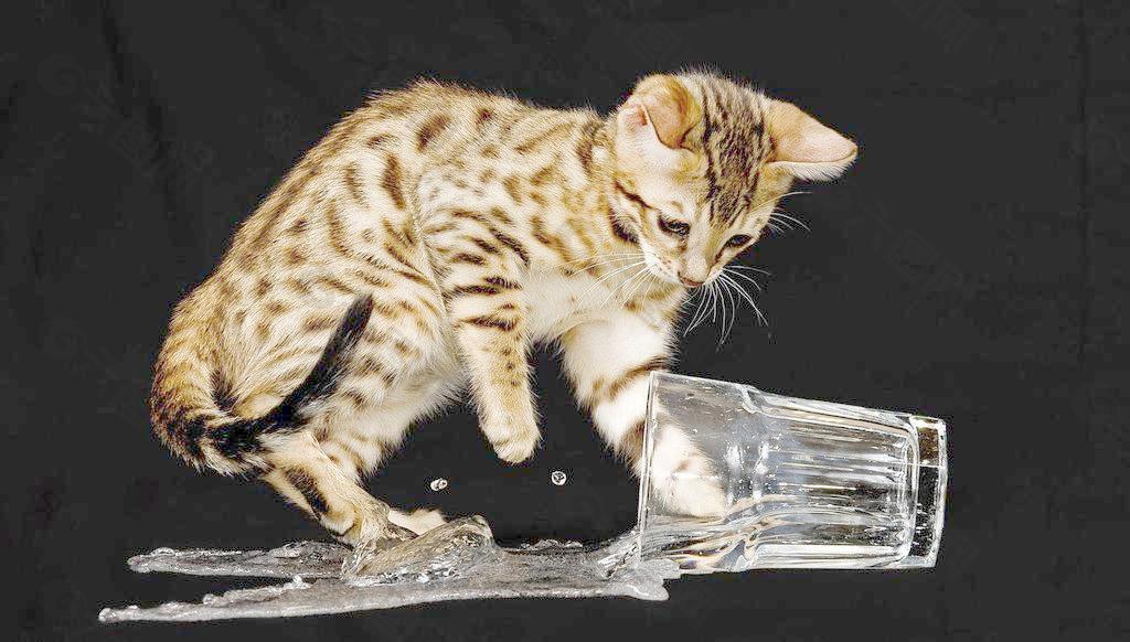 打翻杯子 猫咪图片