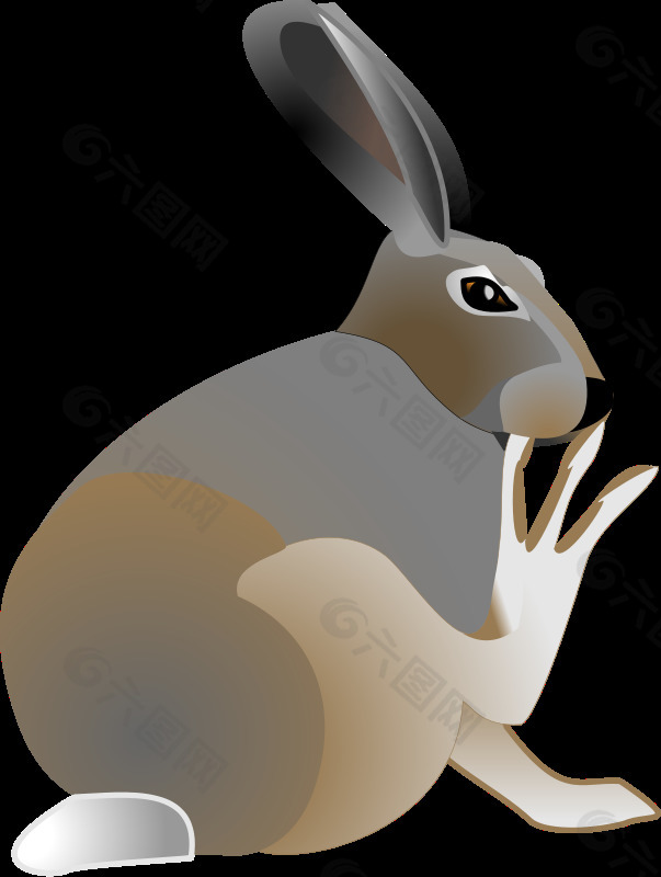 兔